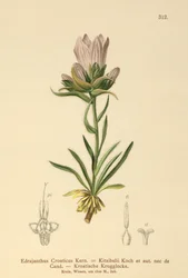 Kroatisk gressklokke (Edrajanthus Croaticus, Edraianthus croaticus, Edraianthus Kitaibellii, Edraianthus graminifolius, Edraianthus albanicus, Wahlenbergia graminifolia)
