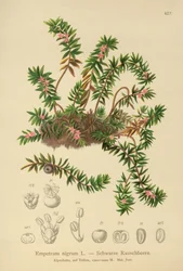 Kråkebær (Sempetrum nigra)