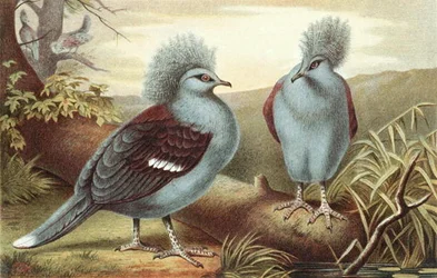 Krondue, plate fra "Brehms Tierleben: Allgemeine Kunde des Tierreichs", vol.5, s.434, utgitt av Bibliographisches Institut