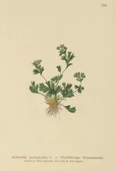 Cut Leaved Lady