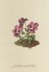 Cyclamen, alpefiol (Viola alpina)
