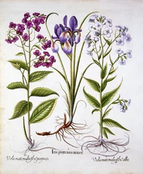 Dames Violet and a Field Iris, fra Hortus Eystettensis, av Basil Besler (1561-1629), pub. 1613 (håndfarget gravering)