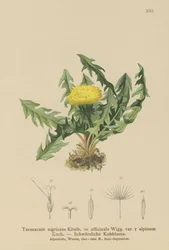 Løvetann (Taraxacum nigricans, Taraxacum officinale var. Alpinum)