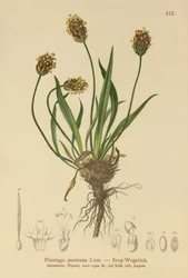 Mørk groblad (Plantago atrata, Plantago montana)