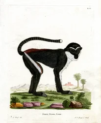 Diana Monkey (farget gravering)