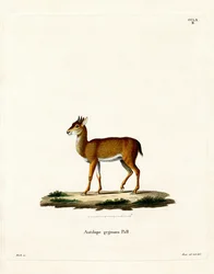Dik-dik (farget gravering)