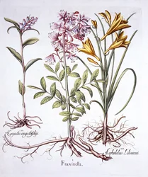 Dittany, White Helleborine og Yellow Day Lily, fra Hortus Eystettensis, av Basil Besler (1561-1629), pub. 1613 (håndfarget gravering)