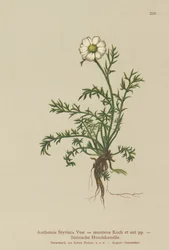 Hundefennikel (Anthemis Styriaca, Anthemis montana)