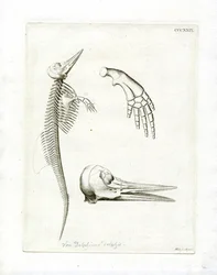 Delfinskjelett (farget gravering)