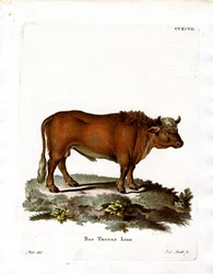 Tamfe (farget gravering)