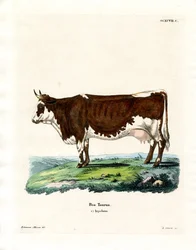 Tamfe (farget gravering)