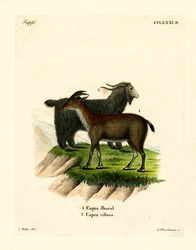 Tamgeit (farget gravering)