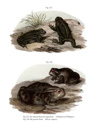 Dorbignys padde (farge litho)
