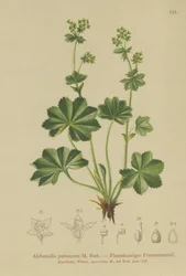 Downy Ladys Mantle (Alchemilla pubescens, Alchemilla glaucescens, )