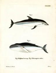 Dusky Dolphin (farget gravering)