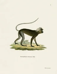 Dusky Leaf Monkey (farget gravering)