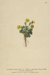 Dvergcinquefoil (Potentilla minima, Potentilla Brauneana, Potentilla dubia)
