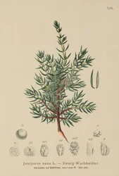 Dvergeebær (Juniperus nana, Juniperus communis subsp. nana, Juniperus communis var. saxatilis)