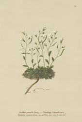 Dvergfjellkarse (Arabis pumila)