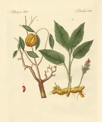Farg planter