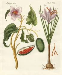 Farg planter