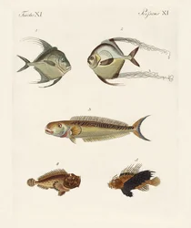 østindisk fisk