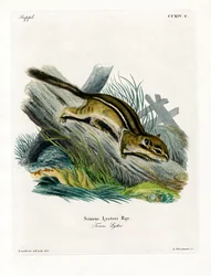 Eastern Chipmunk (farget gravering)