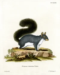 Eastern Grey Squirrel (farget gravering)