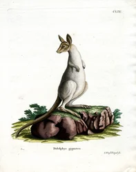 Eastern Grey kenguru (farget gravering)