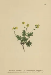 Eastern Saxifrage (Saxifraga sedoides)