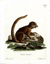 Eastern Woolly Lemur (farget gravering)