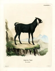 Egyptisk geit (farget gravering)