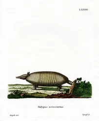 Åttebåndet beltedyr (farget gravering)