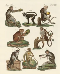 Åtte typer guenon