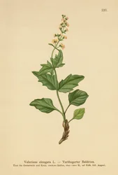 Langstrakt Valerian