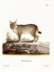Eurasisk gaupe (farget gravering)