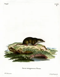 Eurasian Shrew (farget gravering)