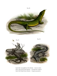 Europeisk grønn øgle (farge litho)