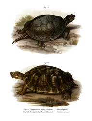 European Pond Turtle (farge litho)
