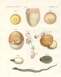 Evolusjon av høner, duer og slange fra egg (farget gravering)