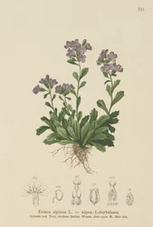 Fe revebjelle (Erinus alpinus)