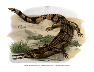 False Gharial (fargemedlemmer)