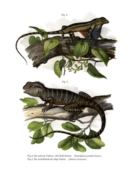 Fan-throated øgle (farge litho)