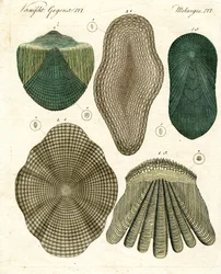 Fiskeskjell
