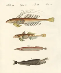 Fisk med en merkelig form (farget gravering)