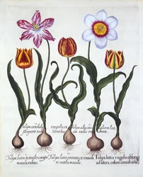 Fem tulipaner, fra Hortus Eystettensis, av Basil Besler (1561-1629), pub. 1613 (håndfarget gravering)