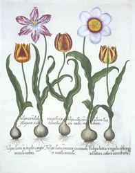 Fem tulipaner, fra Hortus Eystettensis, av Basil Besler (1561-1629) pub. 1613 (håndfarget gravering)