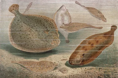 Flat fisk, tallerken fra Brehms Animal Life: General Knowledge of the Animal Kingdom, vol.8, s.224, utgitt av Bibliografisk Institutt, 1892