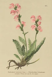 Kjøttrosa lusseurt (Pedicularis incarnata)