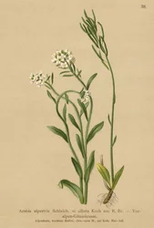 Foten av Alpene Murkarse (Arabis alpestris, Arabis ciliata)
